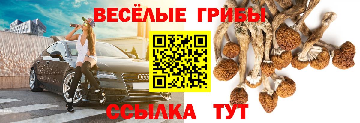 Галлюциногенные грибы Psilocybe  Вход с VPN  Мурино  продажа наркотиков  Галлюциногенные грибы Cubensis 